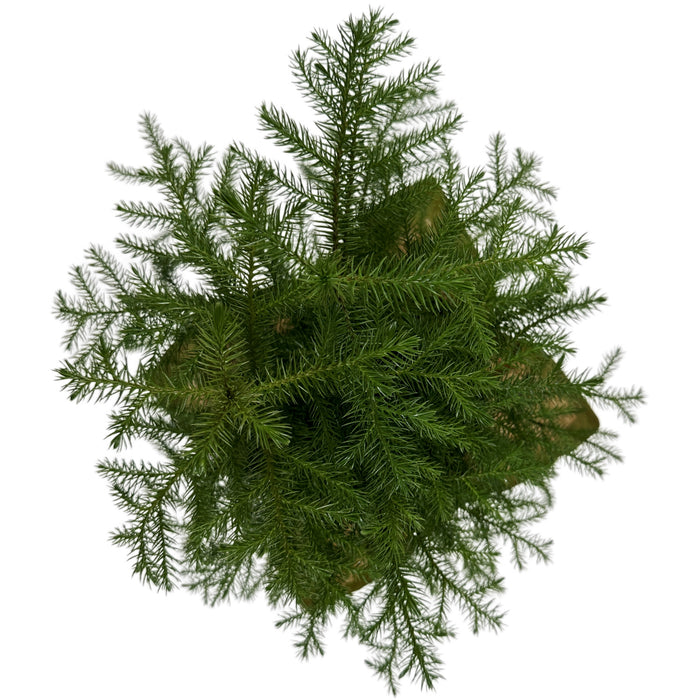 Norfolk Island Pine - 6" Grower Pot with Holiday Slip Cover