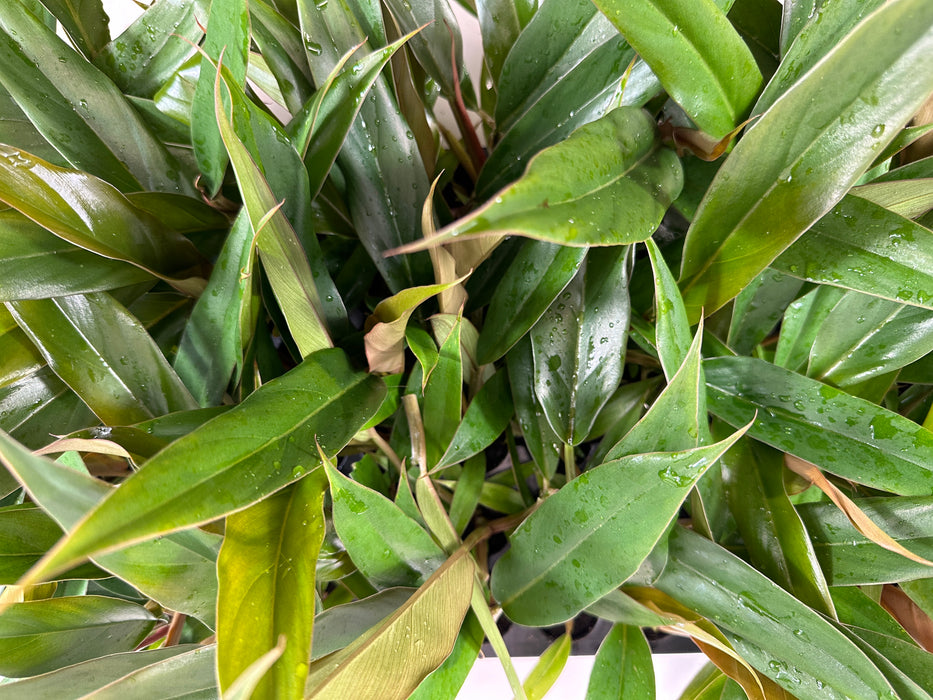 Philodendron Pluto-Starter Plant