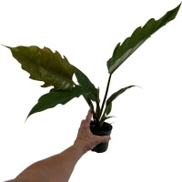 Philodendron Pluto-4" Grower Pot