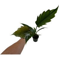 Philodendron Pluto-4" Grower Pot