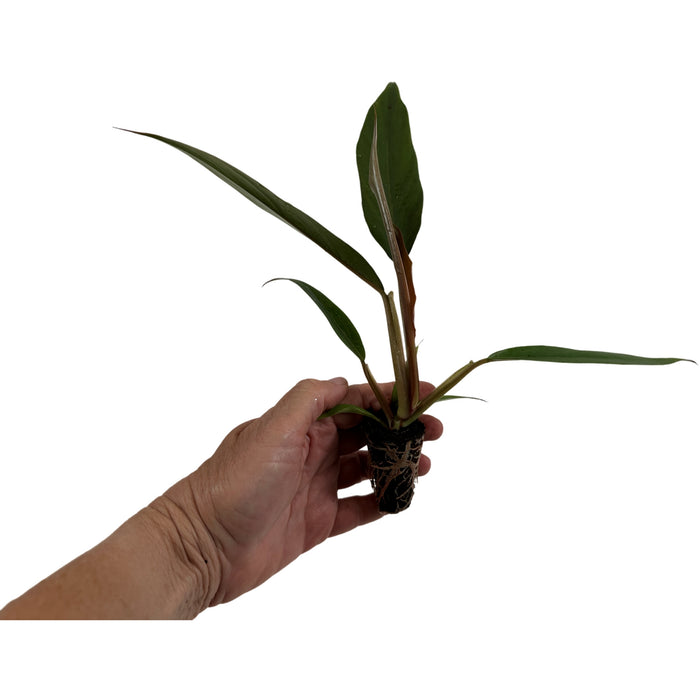 Philodendron Pluto-4" Grower Pot