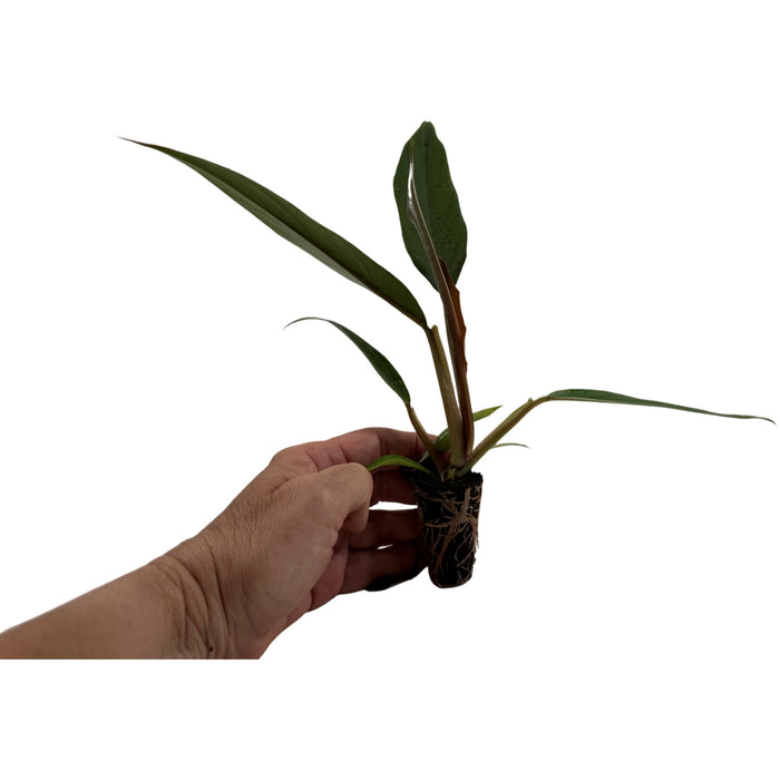 Philodendron Pluto-Starter Plant