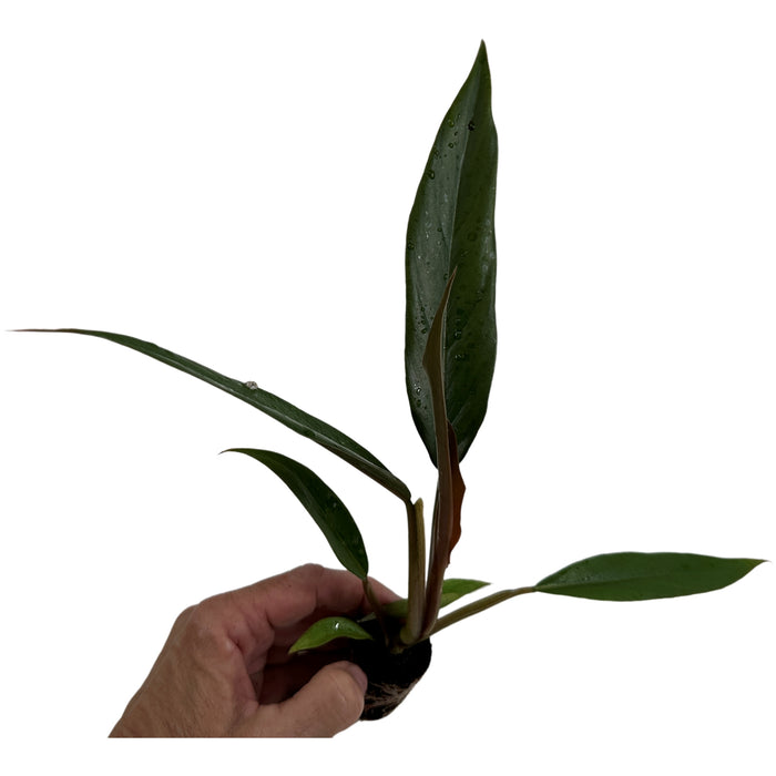 Philodendron Pluto-4" Grower Pot