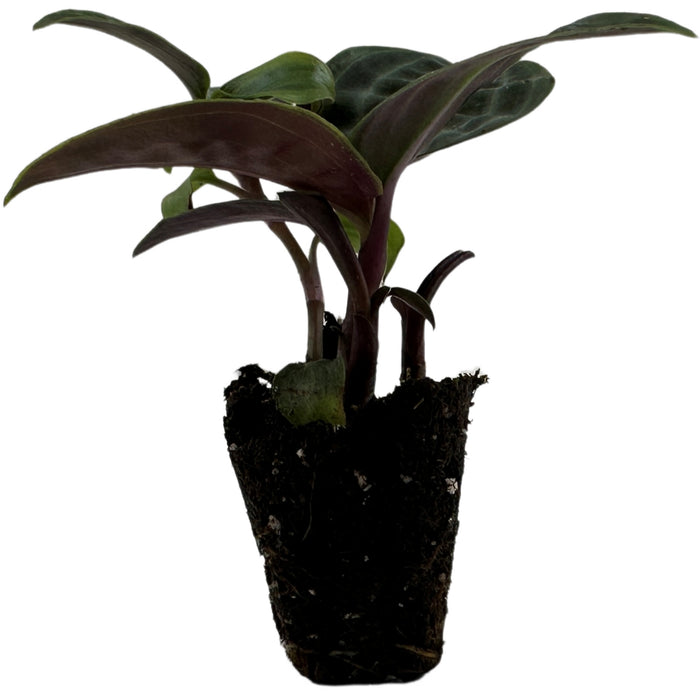 Geogenanthus Poeppigii- Starter Plant/ 4" Grower Pot