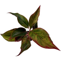 Aglaonema Red Creta 4" Grower Pot