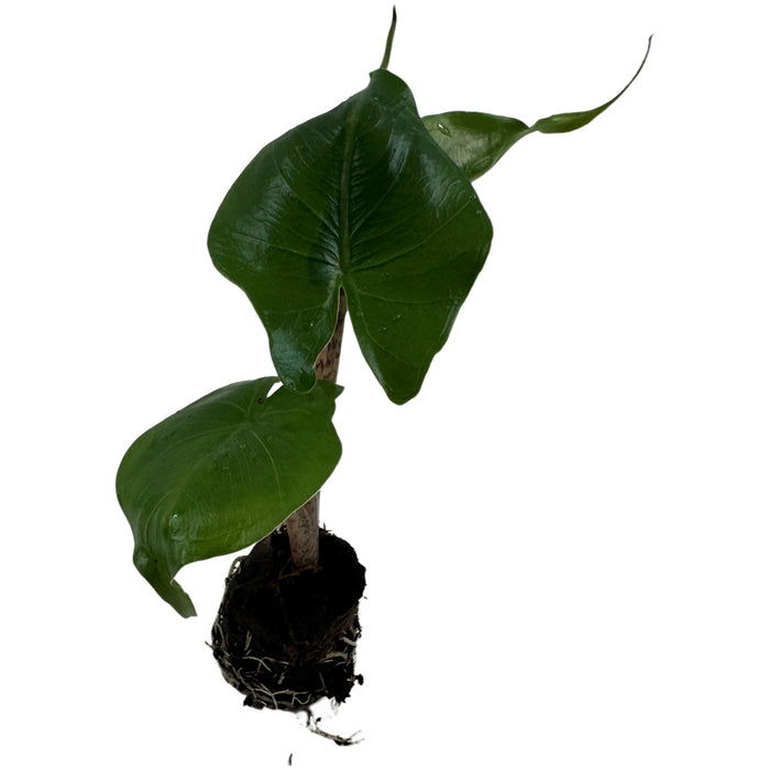 Alocasia Stingray-Starter Plant/4" Grower Pot