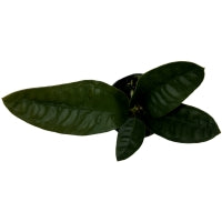 Anthurium Superbum-Starter Plant/4" Grower Pot