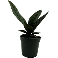 Anthurium Superbum-Starter Plant/4" Grower Pot