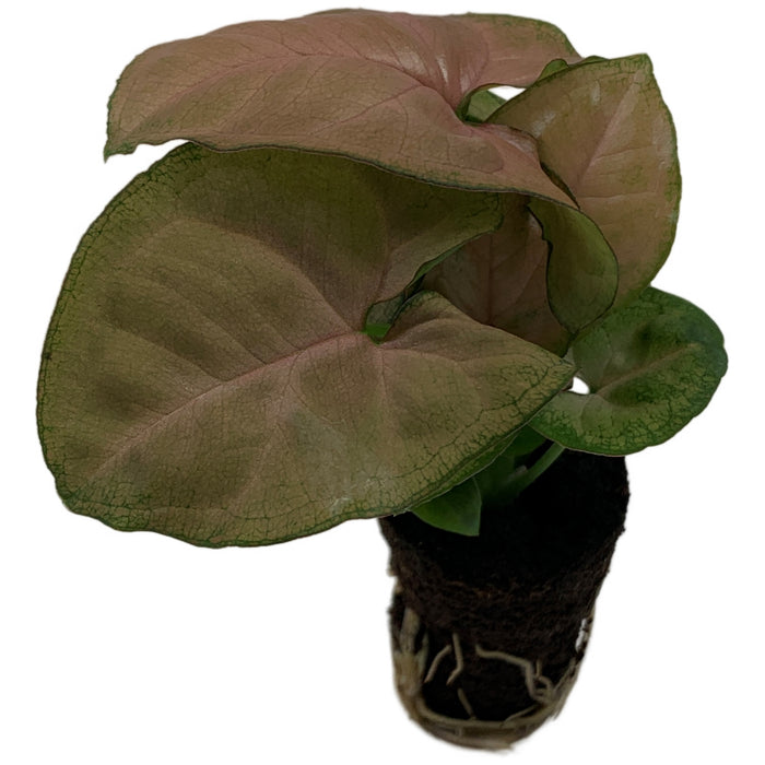 Syngonium Strawberry Cream Starter Plant/4" Grower Pot