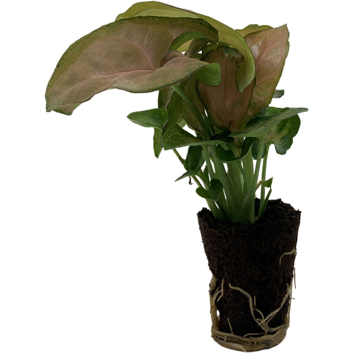 Syngonium Strawberry Cream Starter Plant/4" Grower Pot