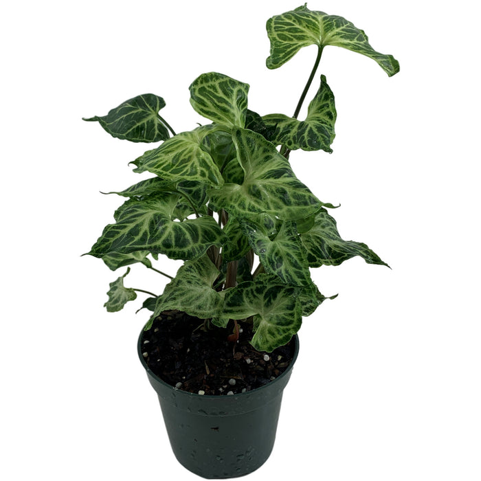 Syngonium Batik Starter Plant or 4" Grower Pot