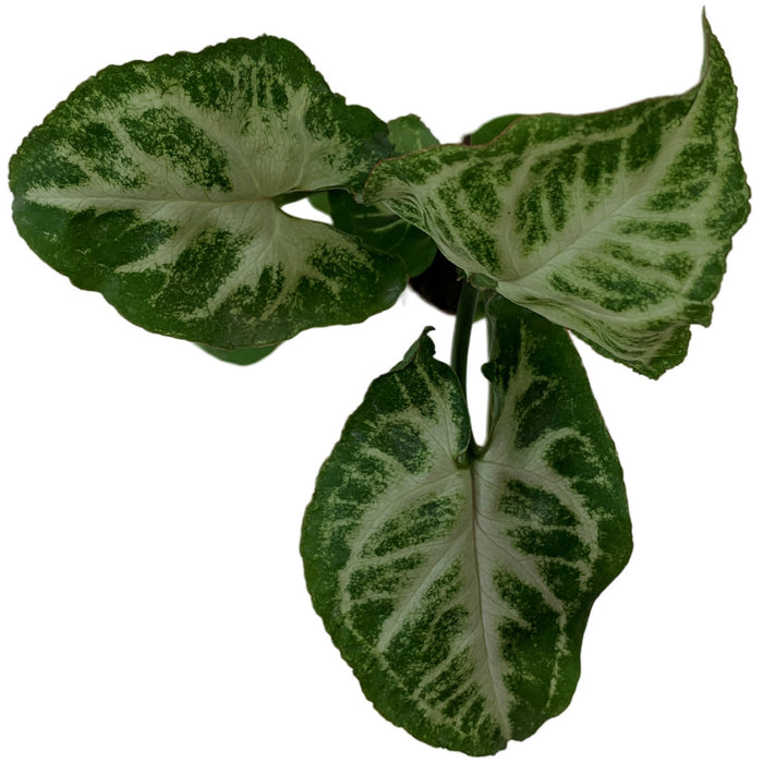 Syngonium  Podophyllum Glo Go -Starter Plant/4" Grower Pot