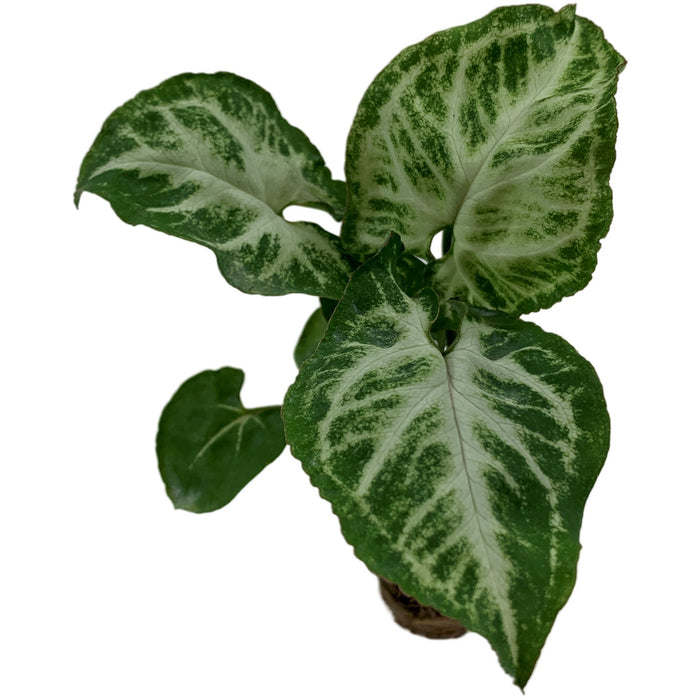 Syngonium  Podophyllum Glo Go -Starter Plant/4" Grower Pot