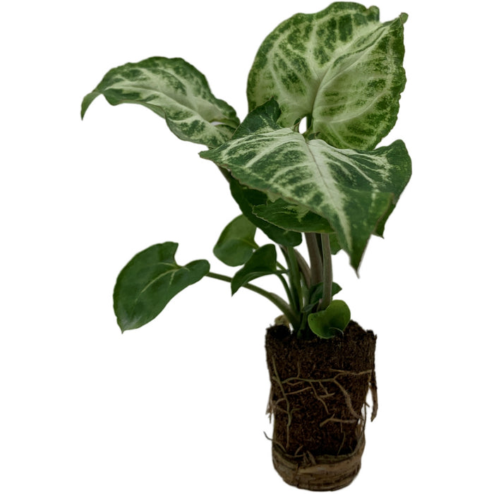 Syngonium  Podophyllum Glo Go -Starter Plant/4" Grower Pot