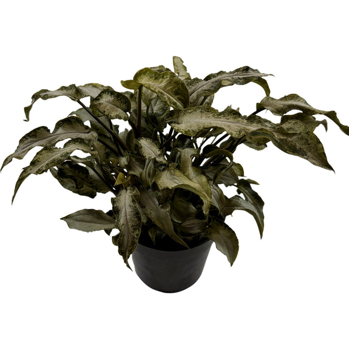 Synogonium Three Kings 4" Grower Pot