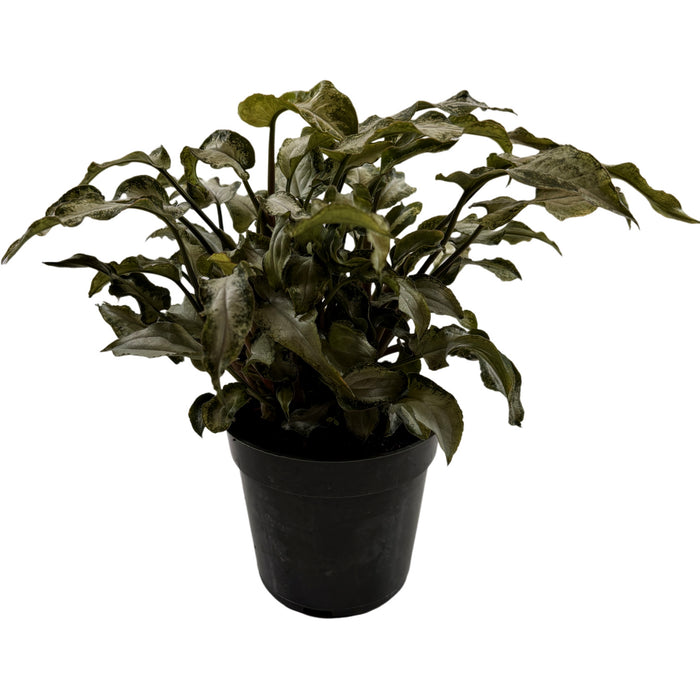 Synogonium Three Kings 4" Grower Pot