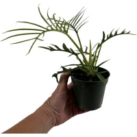 Philodendron Tortum-Starter Plant/4" Grower Pot