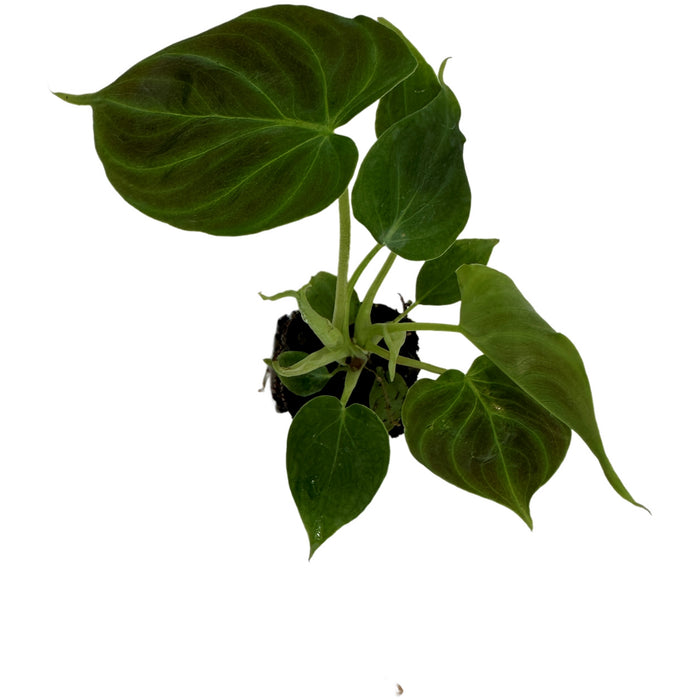 Philodendron Verrucosum-Starter Plant/4" Grower Pot