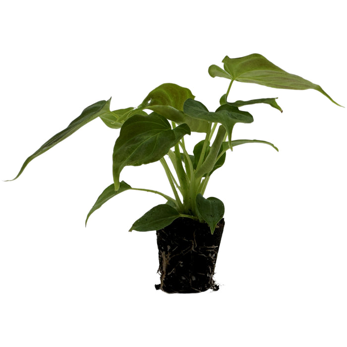 Philodendron Verrucosum-Starter Plant/4" Grower Pot