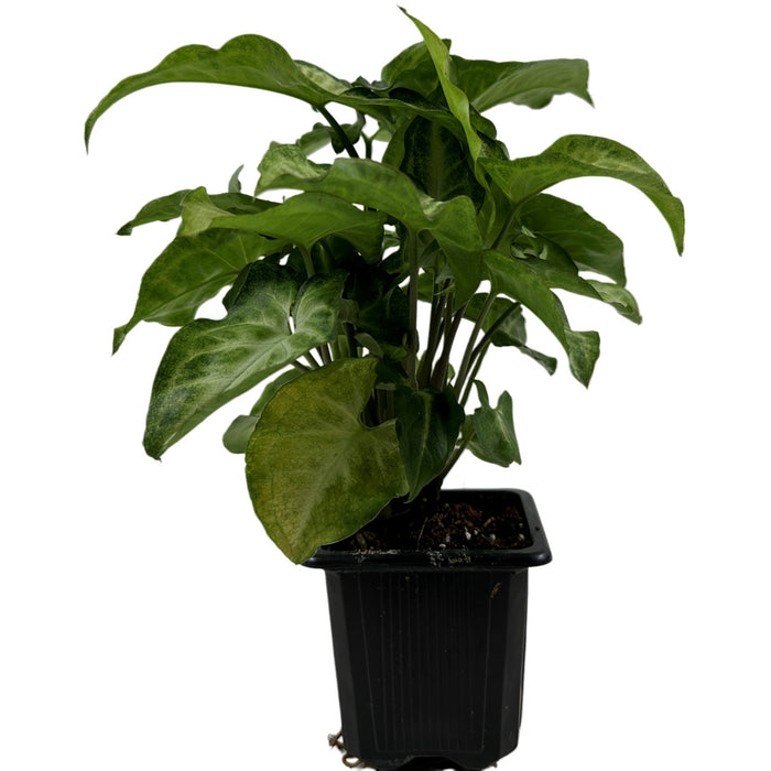 Syngonium White Butterfly- Starter Plant, Grower Pot,4" Grower Pot