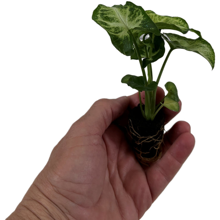 Syngonium White Butterfly- Starter Plant, Grower Pot,4" Grower Pot