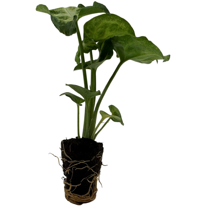 Syngonium White Butterfly- Starter Plant, Grower Pot,4" Grower Pot