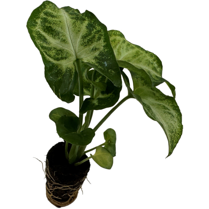 Syngonium White Butterfly- Starter Plant, Grower Pot,4" Grower Pot