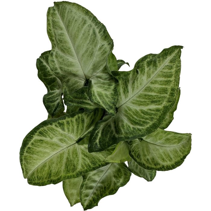 Syngonium White Butterfly- Starter Plant, Grower Pot,4" Grower Pot