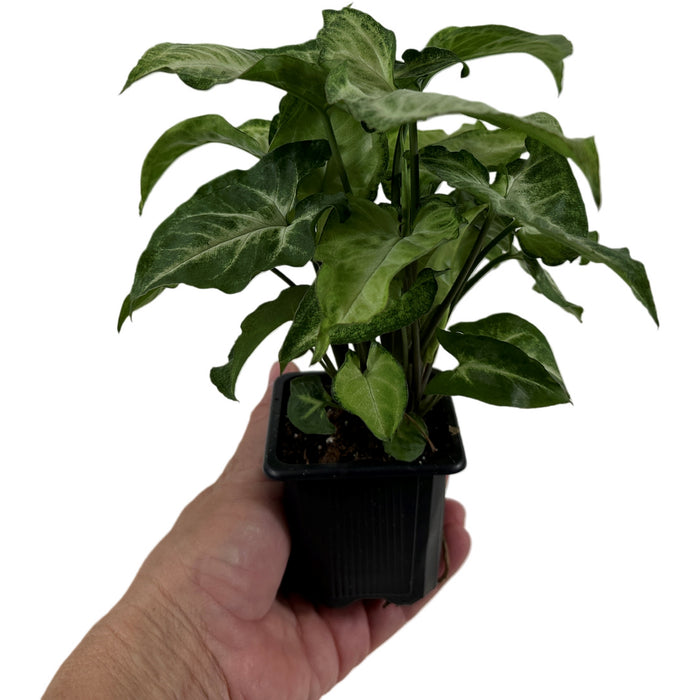 Syngonium White Butterfly- Starter Plant, Grower Pot,4" Grower Pot