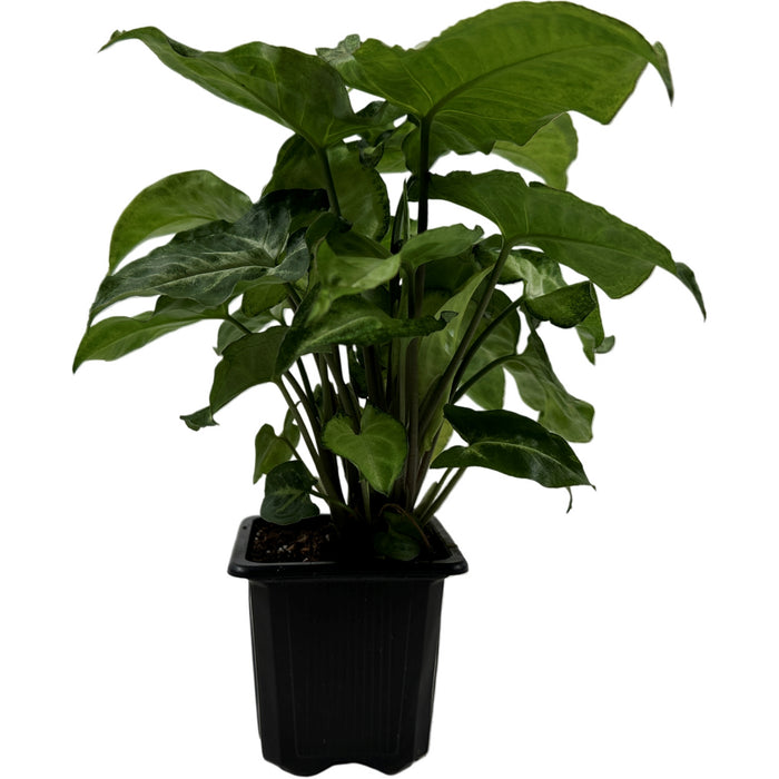 Syngonium White Butterfly- Starter Plant, Grower Pot,4" Grower Pot