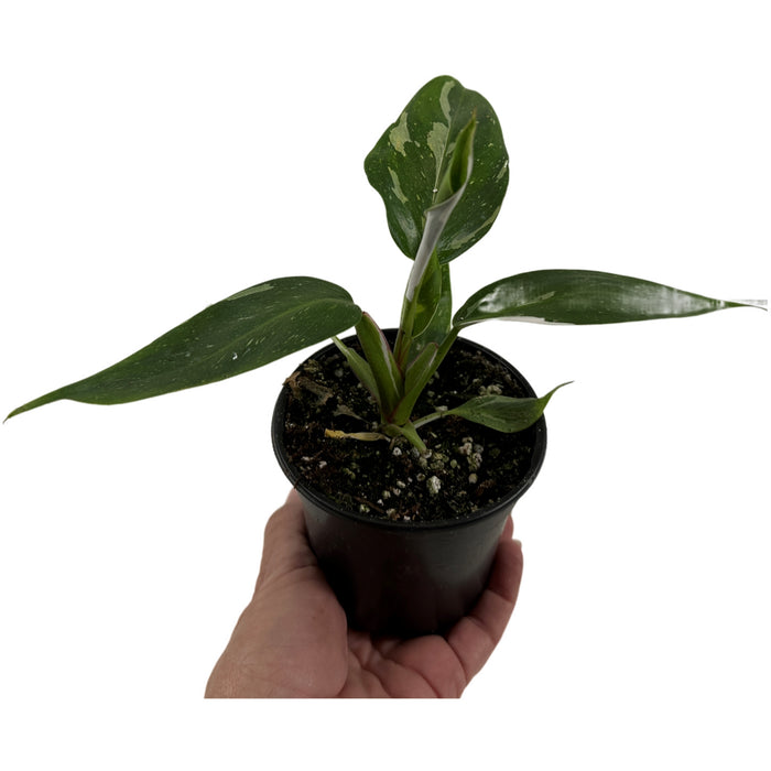 Philodendron Pink  or White Princess-4" Grower pot  or 6"  Pink Princess Grower Pot