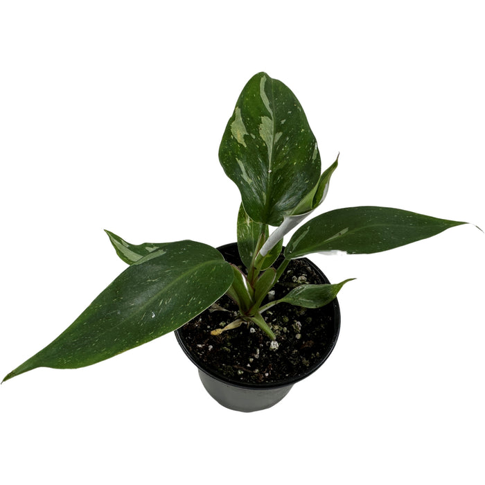 Philodendron Pink  or White Princess-4" Grower pot  or 6"  Pink Princess Grower Pot