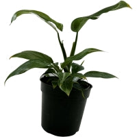 Philodendron White Wizard-Starter Plant/4" Grower Pot