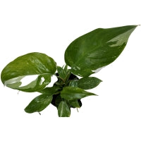 Philodendron White Wizard-Starter Plant/4" Grower Pot