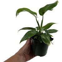 Philodendron White Wizard-Starter Plant/4" Grower Pot