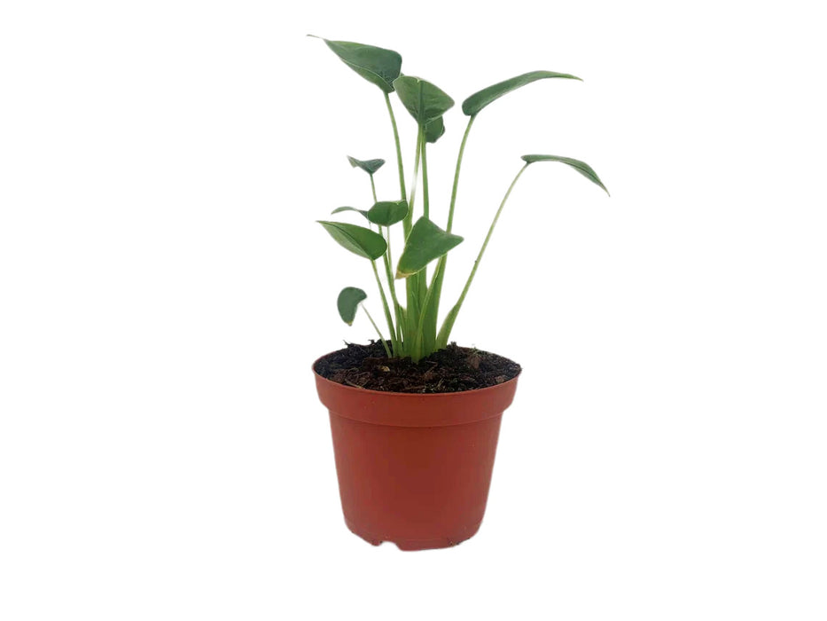 Alocasia "Tiny Dancer"-Starter Plant/4" Grower Pot