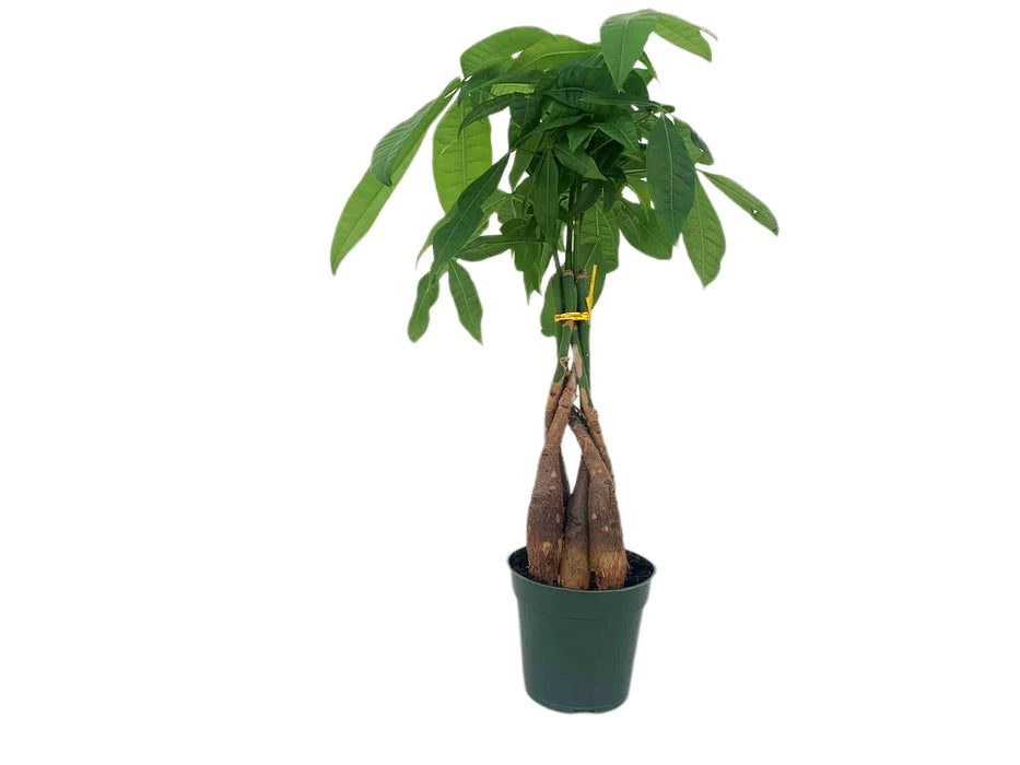 Braided Money Tree Guiana Chestnut Pachira Aquatica