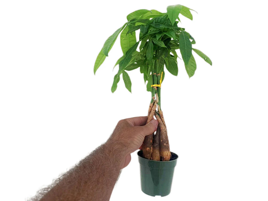 Braided Money Tree Guiana Chestnut Pachira Aquatica