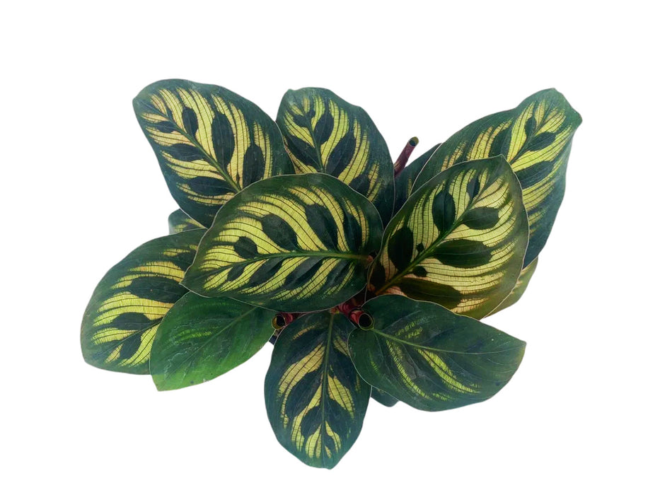 Calathea Makoyana Peacock Plant - Starter Plant/4" Grower Pot