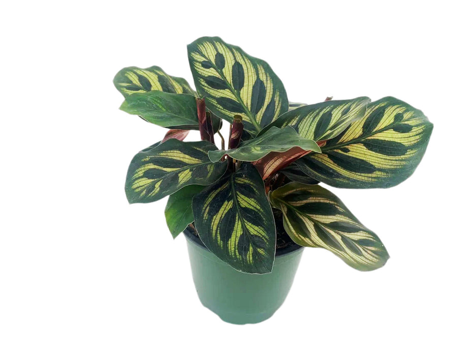 Calathea Makoyana Peacock Plant - Starter Plant/4" Grower Pot