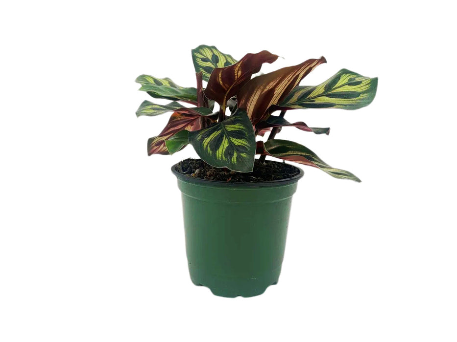 Calathea Makoyana Peacock Plant - Starter Plant/4" Grower Pot