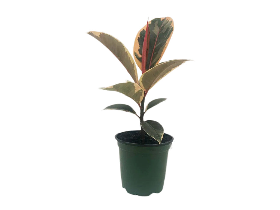 Ficus "Tineke" Elastica Variegated Rubber Plant