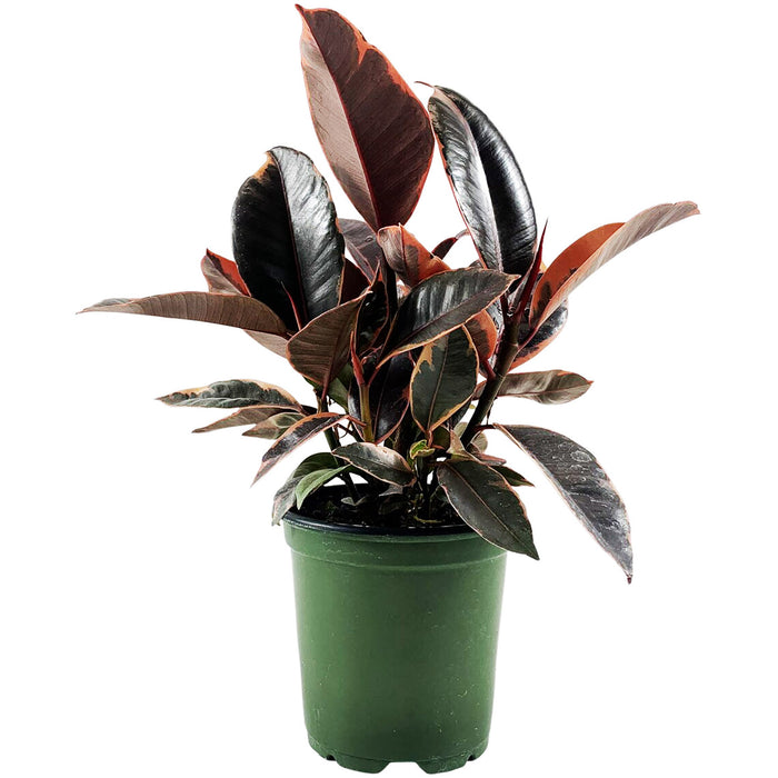 Ficus "Ruby" Elastica Variegated Rubber Plant