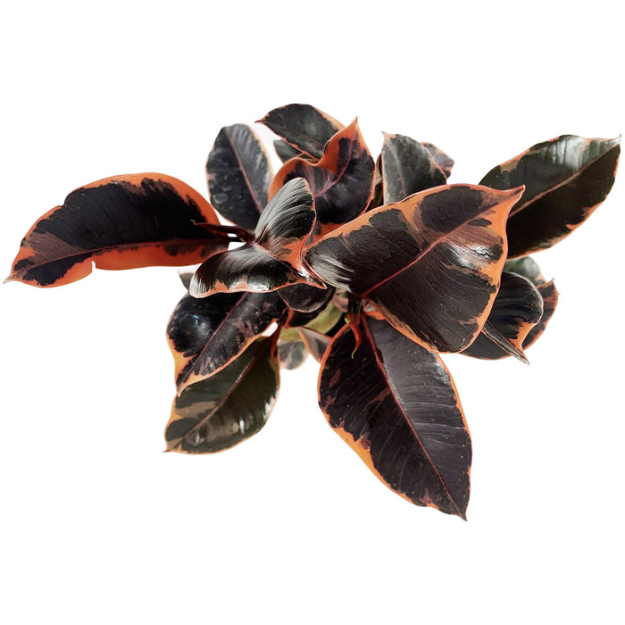 Ficus "Ruby" Elastica Variegated Rubber Plant