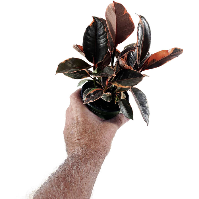 Ficus "Ruby" Elastica Variegated Rubber Plant