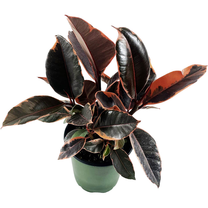 Ficus "Ruby" Elastica Variegated Rubber Plant