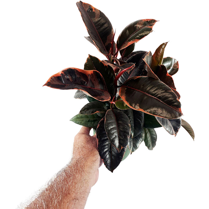 Ficus "Ruby" Elastica Variegated Rubber Plant