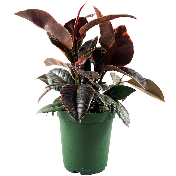 Ficus "Ruby" Elastica Variegated Rubber Plant