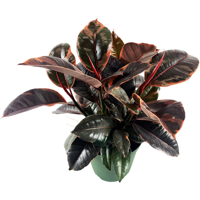 Ficus "Ruby" Elastica Variegated Rubber Plant