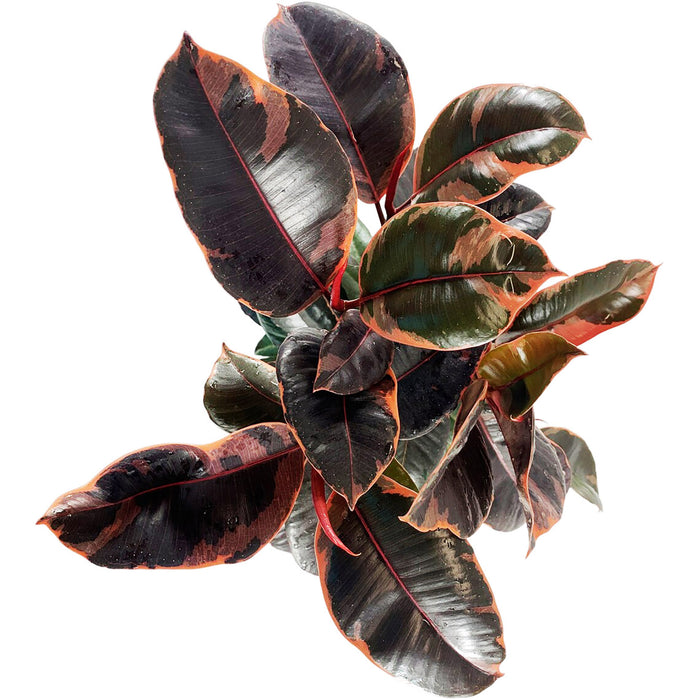 Ficus "Ruby" Elastica Variegated Rubber Plant